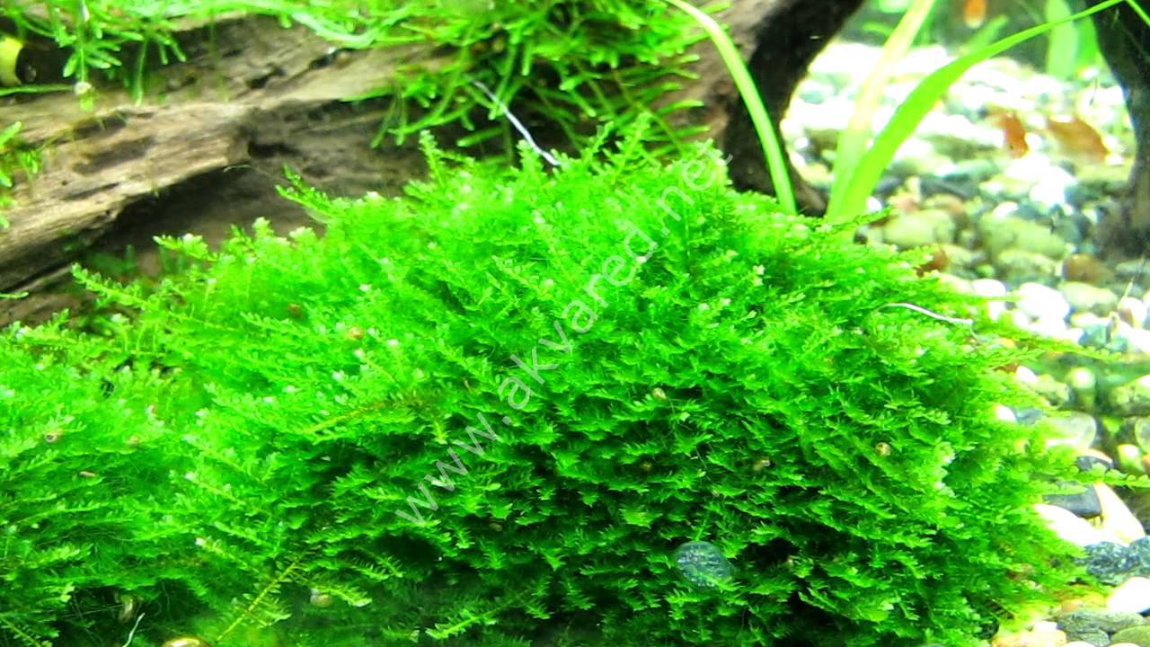 Vesicularia montagnei (christmas moss)