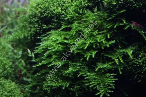 Akvared - Vesicularia montagnei / Christmas Moss 5 gr - İTHAL