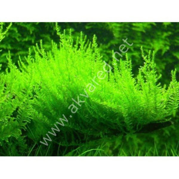 Vesicularia reticulata / Erect Moss 5 gr - İTHAL