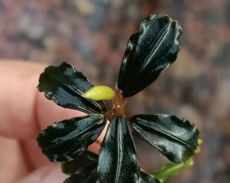 Bucephalandra black cheries İTHAL ADET ÖN SİPARİŞ