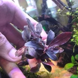 Bucephalandra black widow İTHAL ADET ÖN SİPARİŞ