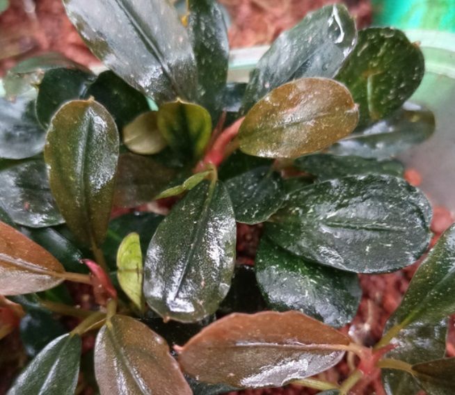 Bucephalandra brownie beauty İTHAL ADET ÖN SİPARİŞ