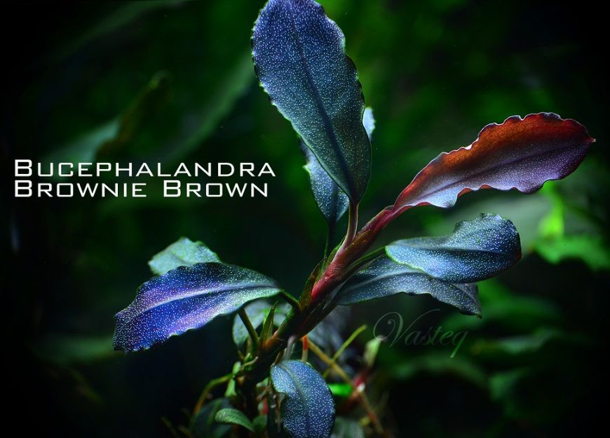 Bucephalandra brownie brown İTHAL ADET ÖN SİPARİŞ