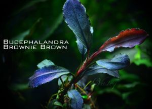 Bucephalandra brownie brown İTHAL ADET ÖN SİPARİŞ