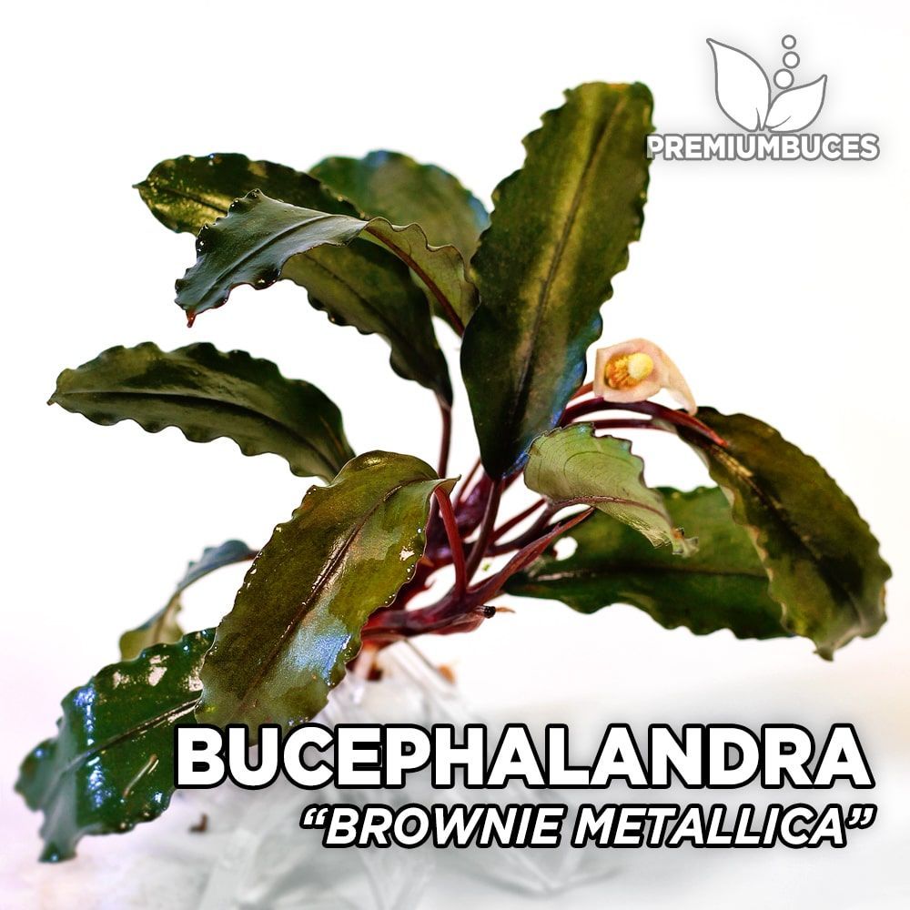 Bucephalandra brownie metallica ADET - İTHAL - ÖN SİPARİŞ