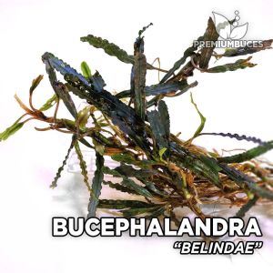 Bucephalandra belindae ADET İTHAL