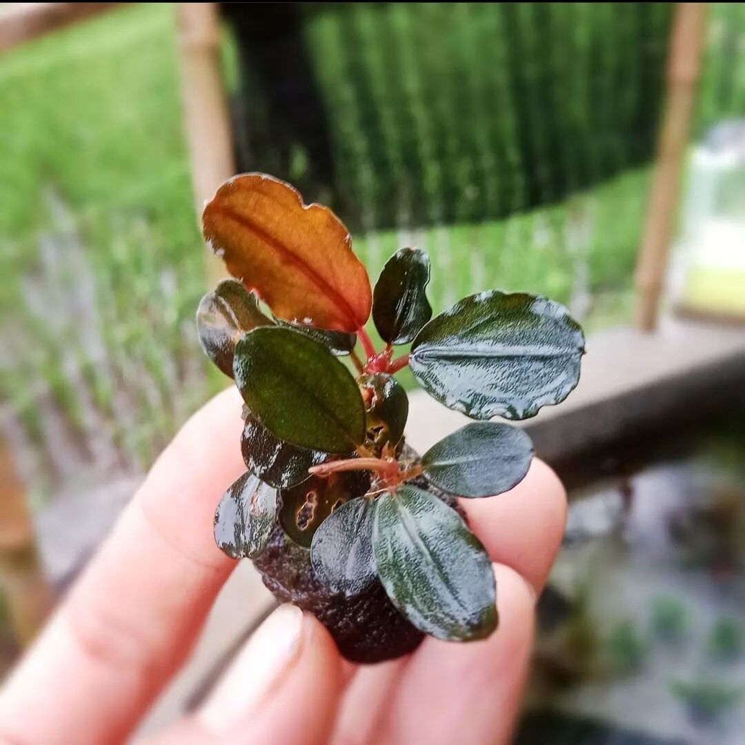 Bucephalandra black current İTHAL ADET ÖN SİPARİŞ