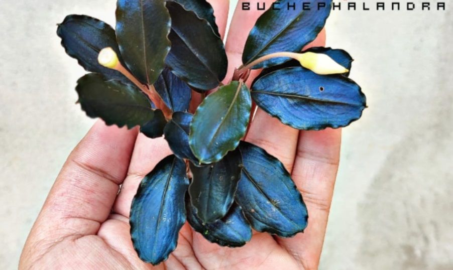 Bucephalandra elegan blue İTHAL ADET ÖN SİPARİŞ