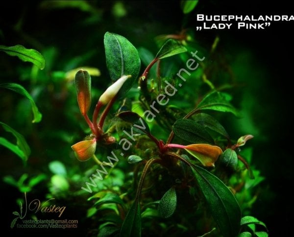 Bucephalandra pink lady ADET İTHAL
