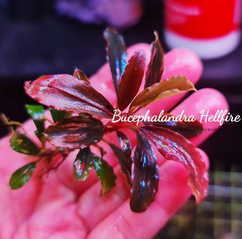 Bucephalandra hellfire İTHAL ADET ÖN SİPARİŞ