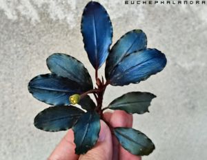 Bucephalandra hellfire İTHAL ADET ÖN SİPARİŞ