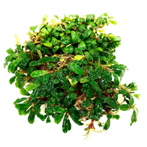 Bucephalandra mini melawi İTHAL ADET ÖN SİPARİŞ