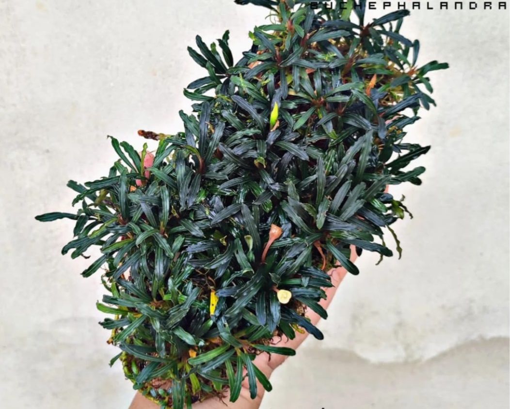 Bucephalandra pygmea kapit İTHAL ADET ÖN SİPARİŞ