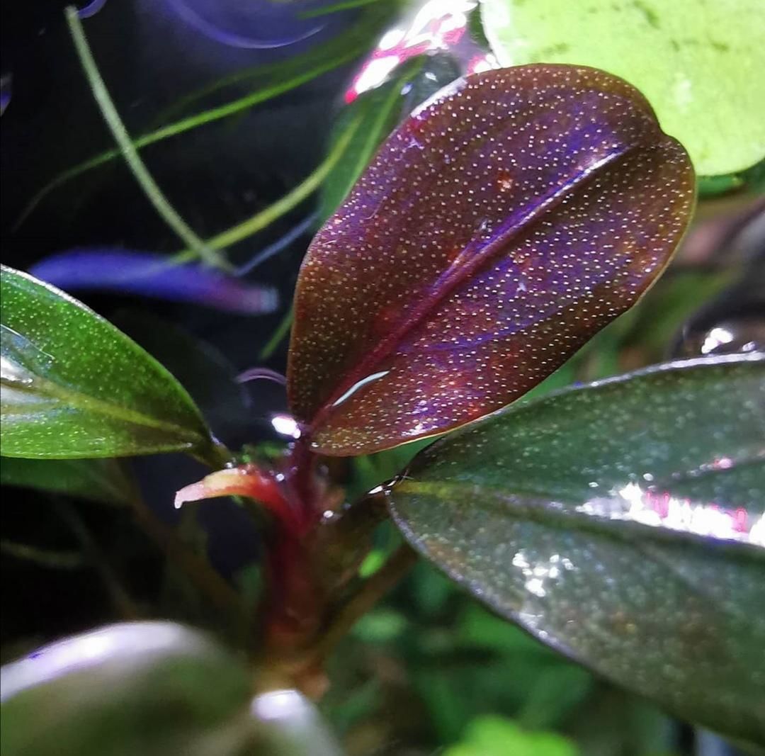 Bucephalandra purple rain İTHAL ADET ÖN SİPARİŞ