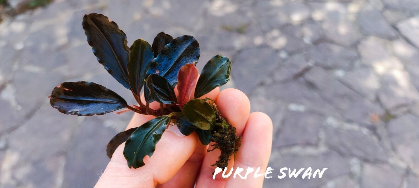Bucephalandra purple swan İTHAL ADET ÖN SİPARİŞ