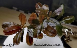 Bucephalandra red cerberus İTHAL ADET ÖN SİPARİŞ
