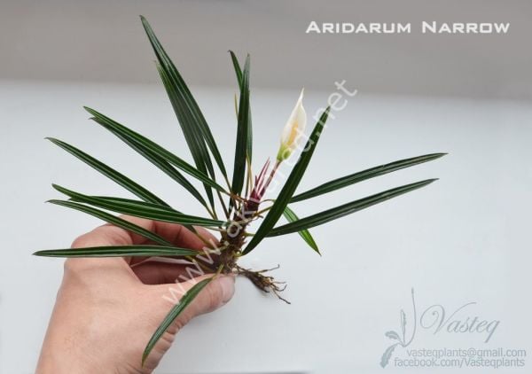 Aridarum long leaf ADET