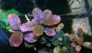 Bucephalandra red serenade İTHAL ADET ÖN SİPARİŞ