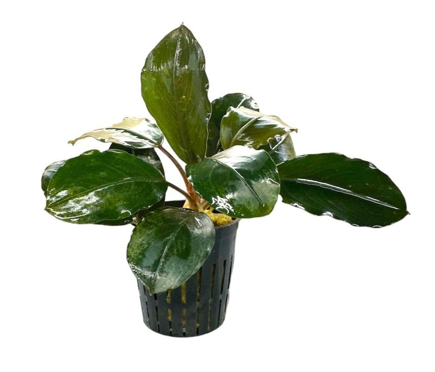 Bucephalandra round silver İTHAL ADET ÖN SİPARİŞ