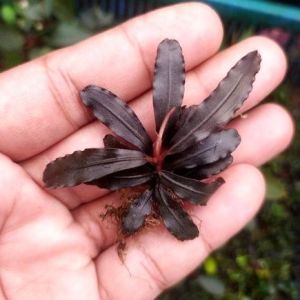 Bucephalandra splendor purple İTHAL ADET ÖN SİPARİŞ