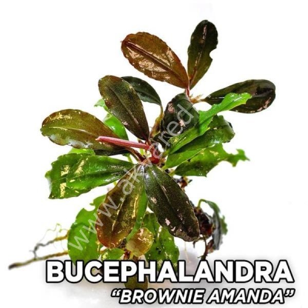 Bucephalandra brownie amanda 10x10 kutu ÖN SİPARİŞ