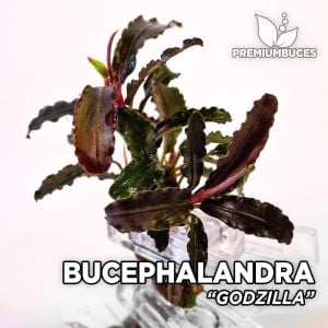 Bucephalandra godzilla 10x10cm PORSİYON