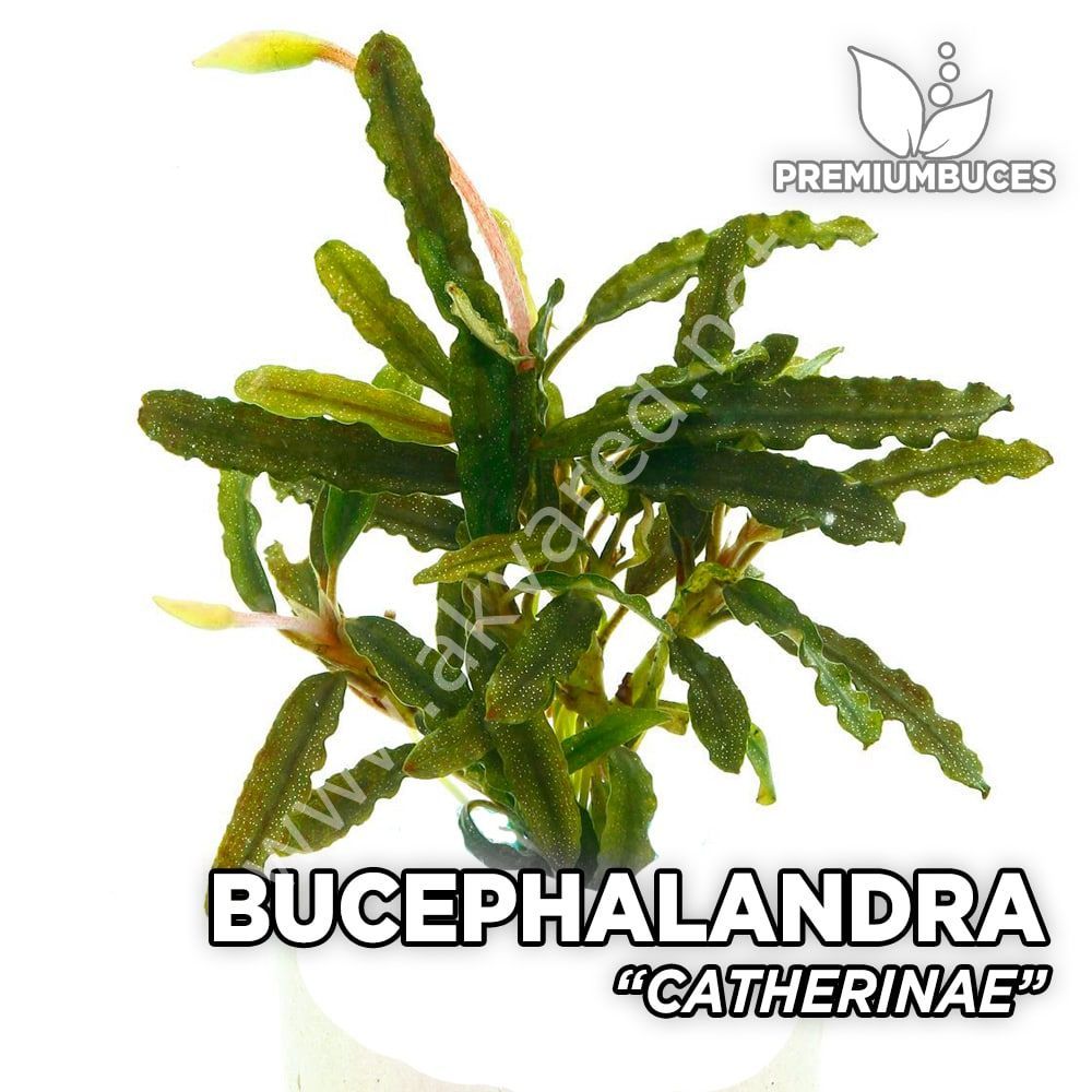 Bucephalandra catherinae 10x10cm PORSİYON ÖN SİPARİŞ