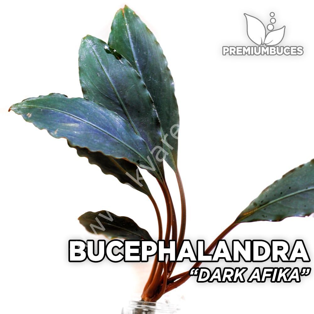 Bucephalandra dark afika ADET ÖN SİPARİŞ