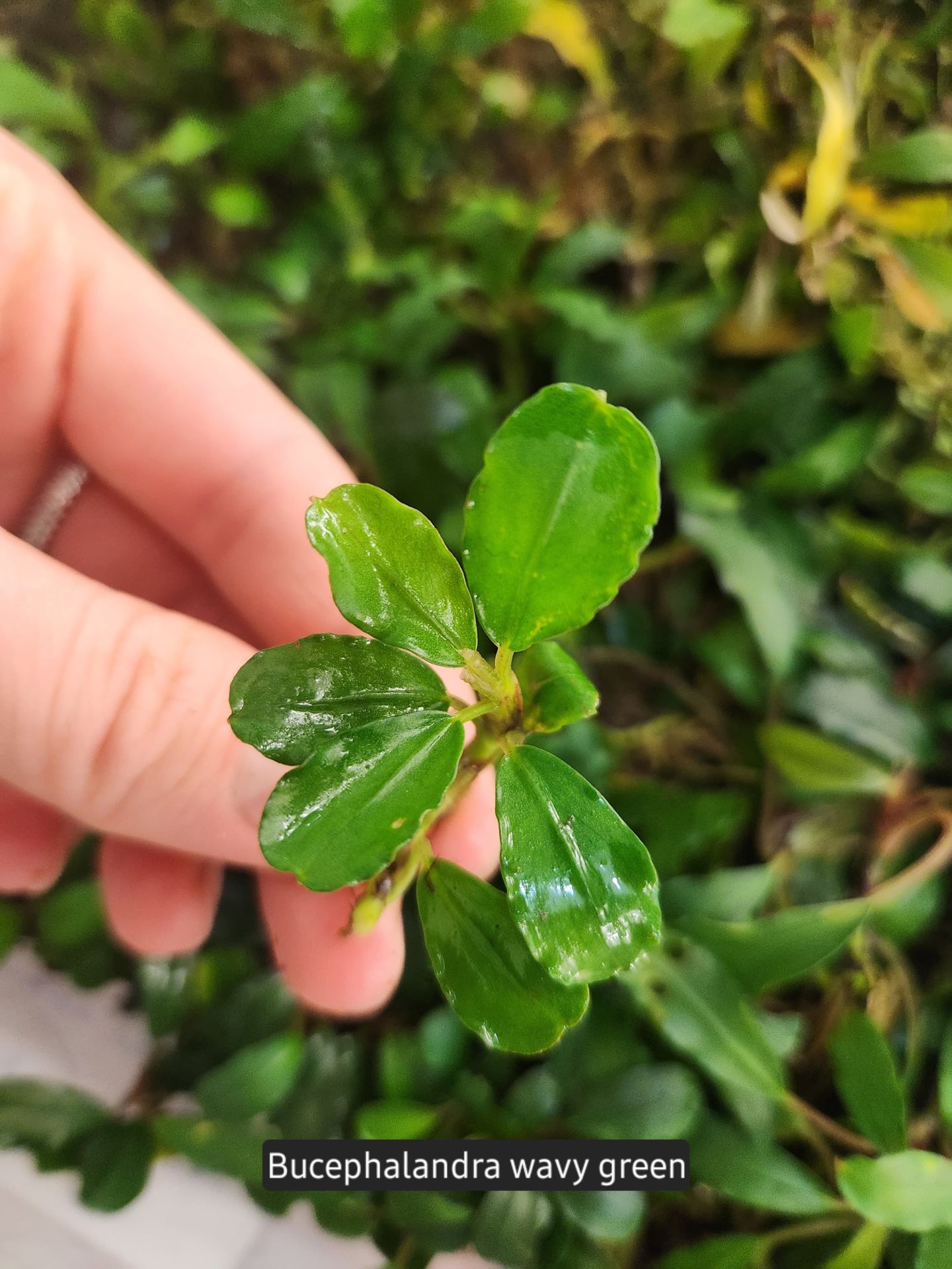 Bucephalandra green wavy İTHAL ADET