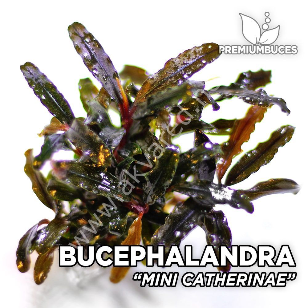 Bucephalandra mini catherine İTHAL10X10 CM PORSİYON