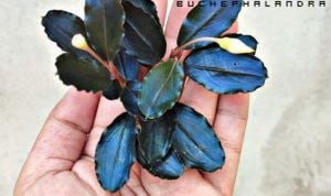 Bucephalandra elegan blue İTHAL ADET