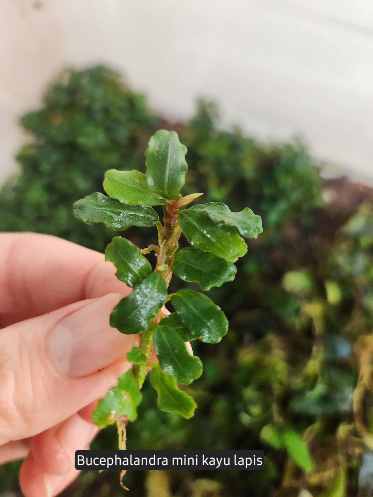 Bucephalandra mini kayu lapis İTHAL ADET