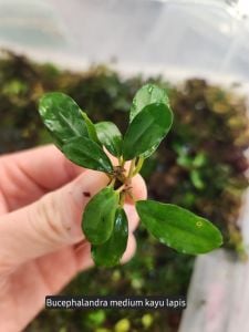 Bucephalandra kayu lapis İTHAL ADET