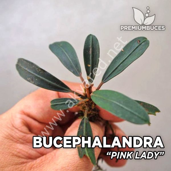Bucephalandra pink lady ADET ÖN SİPARİŞ