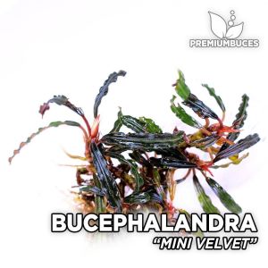 Bucephalandra mini velvet İTHAL ADET