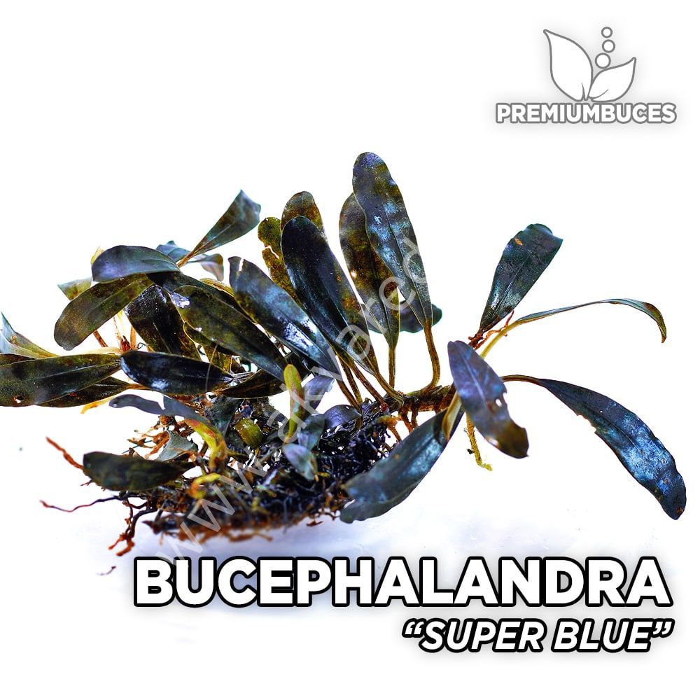 Bucephalandra super blue 10x10cm Kutu - ÖN SİPARİŞ