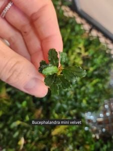 Bucephalandra mini velvet İTHAL ADET