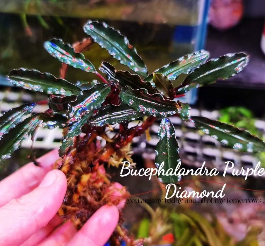 Bucephalandra purple diamond İTHAL ADET