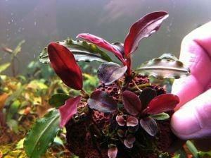 Bucephalandra red cherry İTHAL ADET