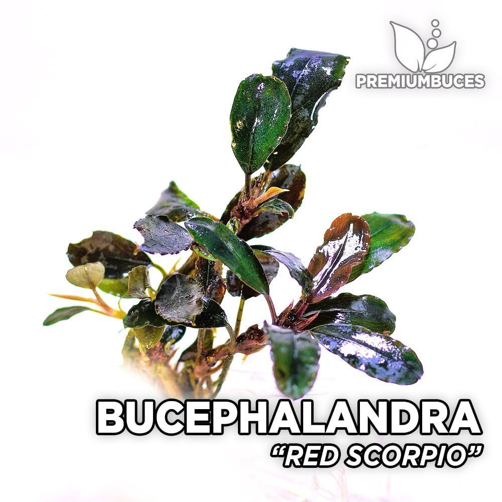 Bucephalandra red scorpio İTHAL ADET
