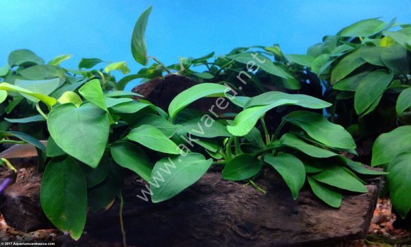 Anubias barteri var. barteri İTHAL ADET