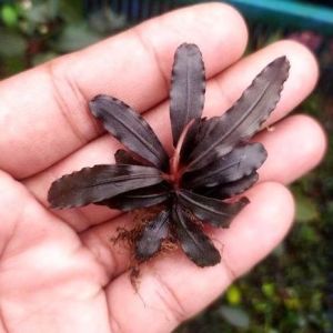 Bucephalandra splendor purple İTHAL ADET