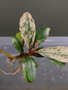 Bucephalandra variegata İTHAL ADET