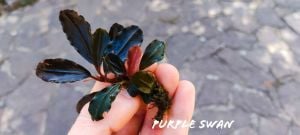 Bucephalandra purple swan İTHAL ADET