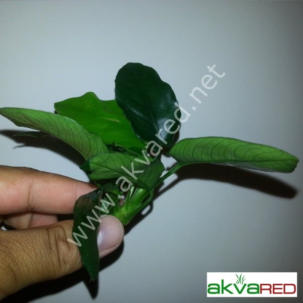 Anubias nana ADET İTHAL