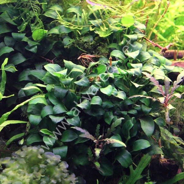 Anubias nana ADET İTHAL