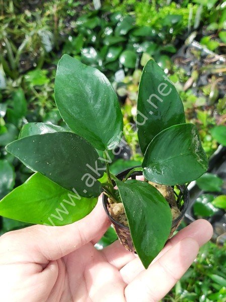 Anubias nana ADET İTHAL