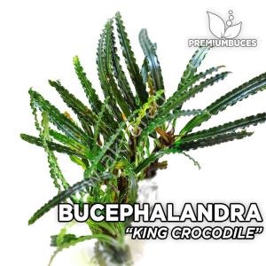 Bucephalandra king crocodile ADET
