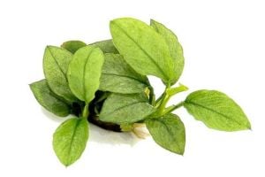 Anubias jade ADET İTHAL