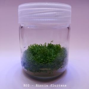 Riccia fluitans IN VITRO JAR (KAVANOZ)